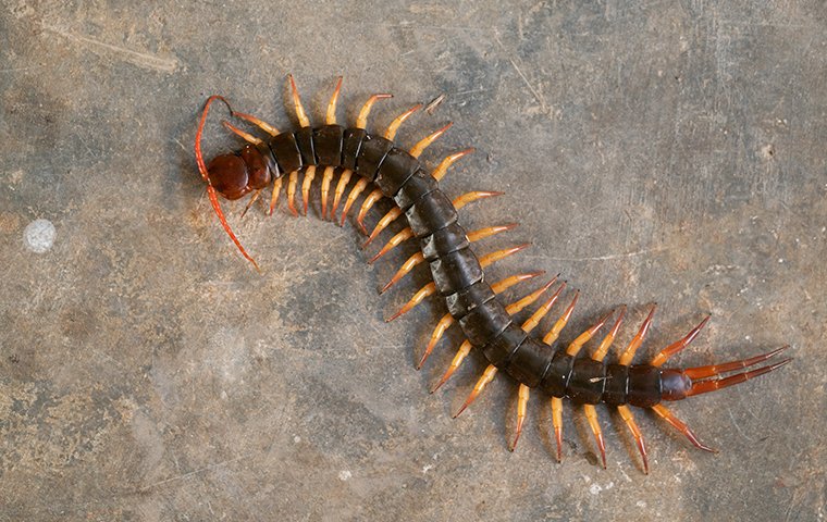 a big centipede on a cement floor