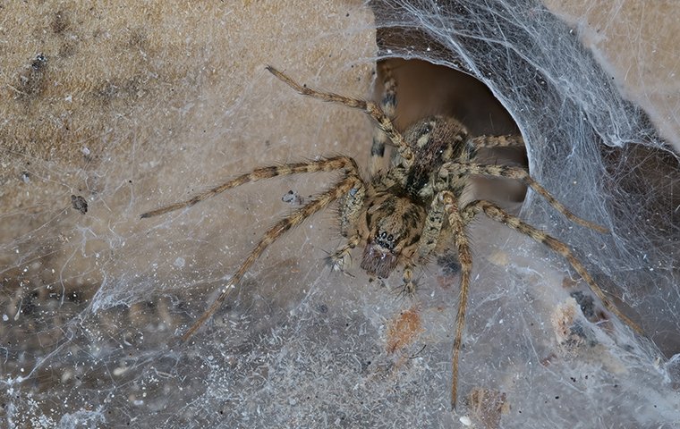 a house spider coming out of its webbed home