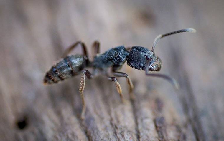 a carpenter ant up close on wood