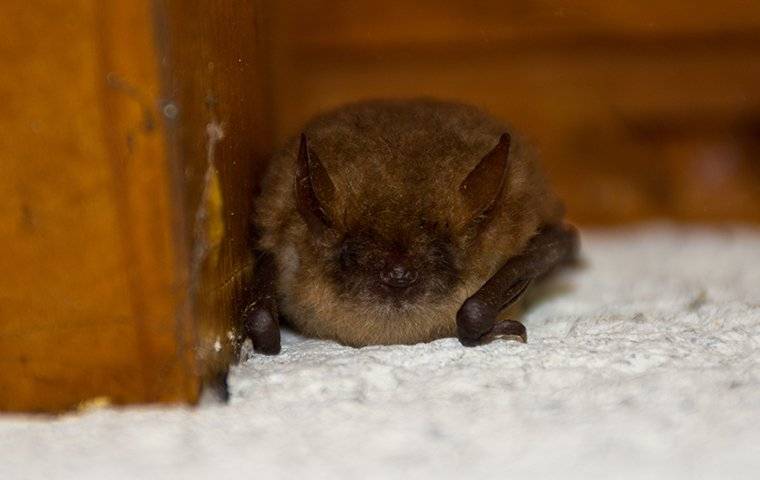 little brown bat hiding in a corner