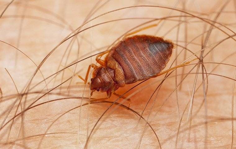 a bed bug on skin