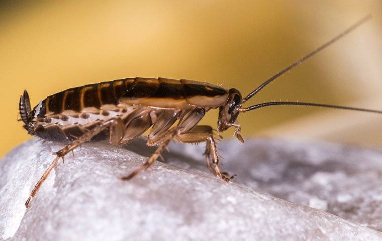 a german cockroach up close