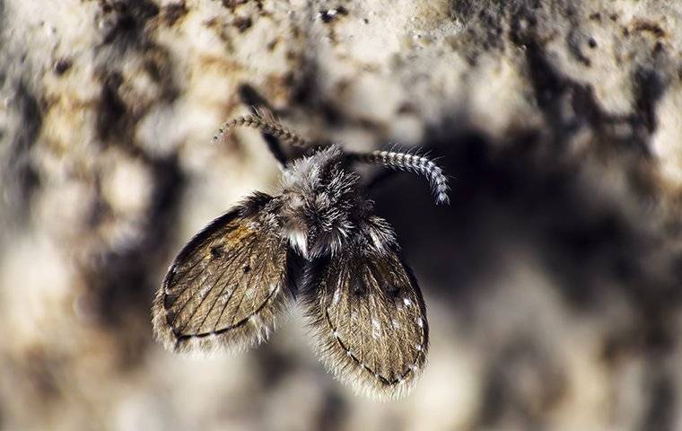 a drain fly