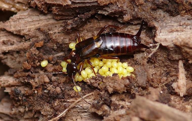 an earwig guarding eggs
