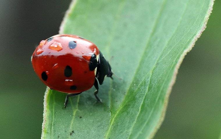 a lady bug on a blade of grass