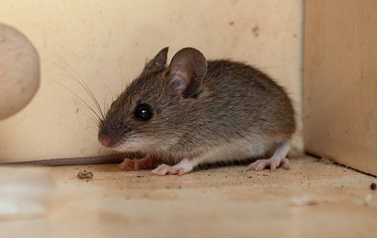a little mouse in a kitchen cupboard