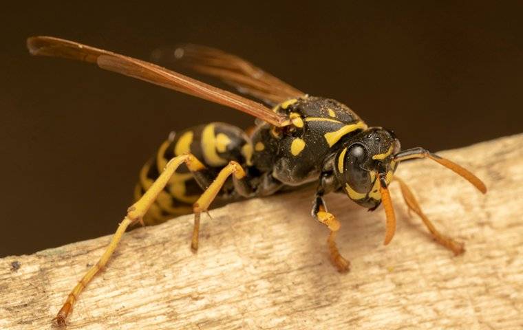 a wasp resting on a piece of wood