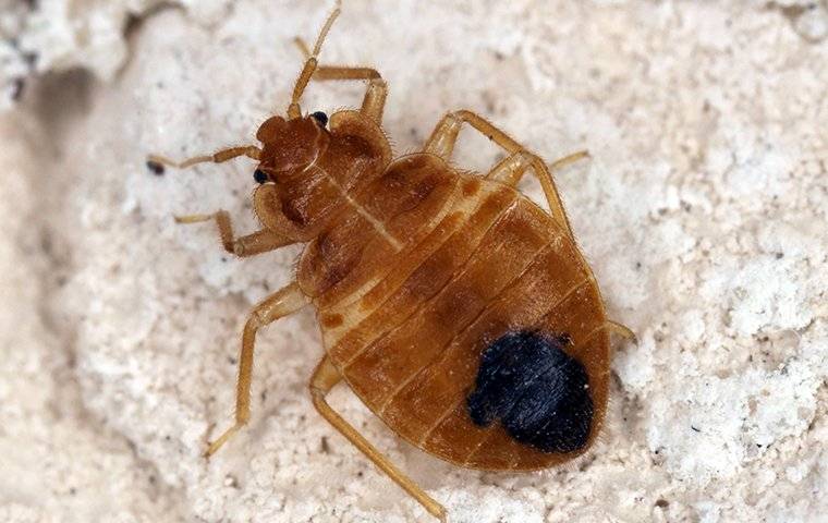 a yucky bed bug up close