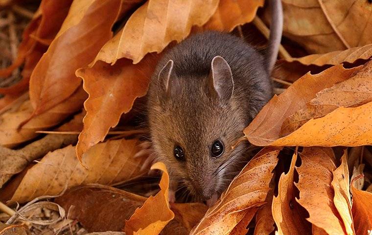a deer mouse in dried orange leaves
