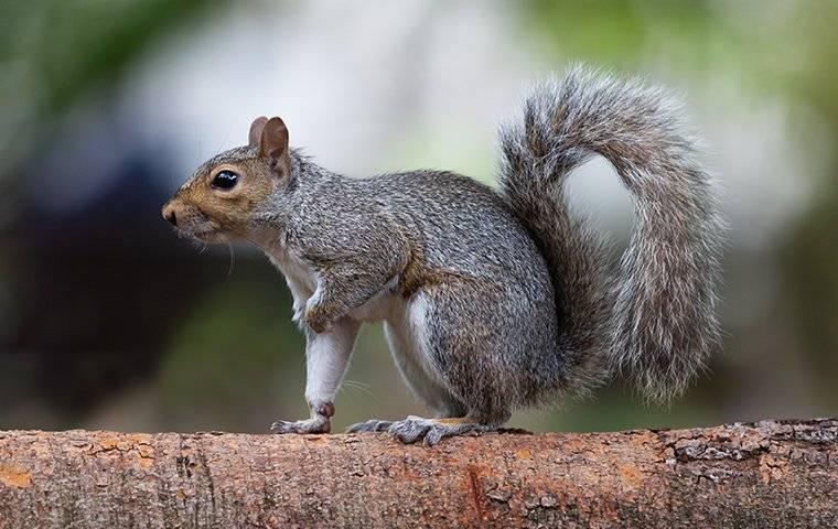 How to Get Rid of That Pesky Squirrel in the Attic - Pest Control Services