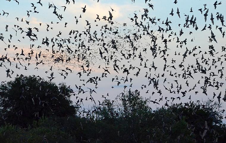 mexican free tail bats flying in the southeast texas sky