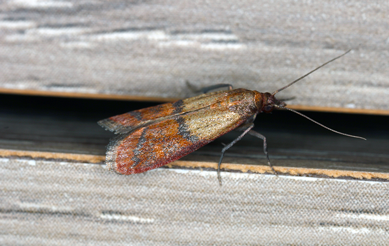 an adult meal moth in bevil oaks texas