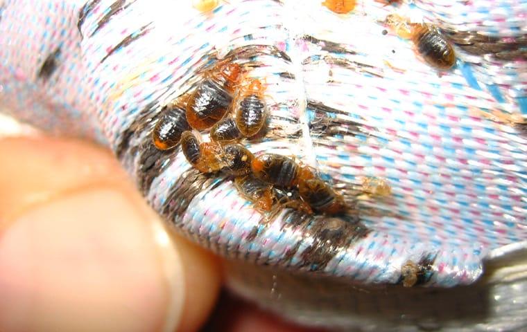 an infestation of bed bugs on a mattress in anahuac texas
