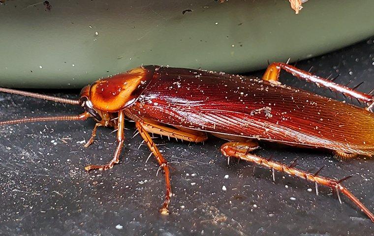 american cockroach near dirty dish