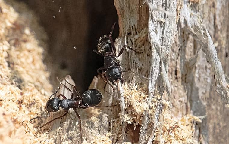 a black carpenter ant burrowing through a wooden structure on a southern texas property