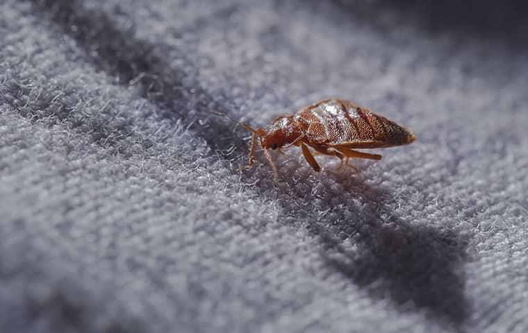 a tint brown bed bug cralwling along the cotton sheets of a southern texas residents bedding in the dark of the night