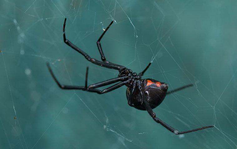 black widow spider crawling on a web