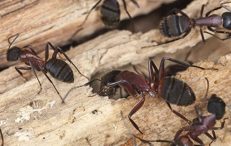 carpenter ants on wood