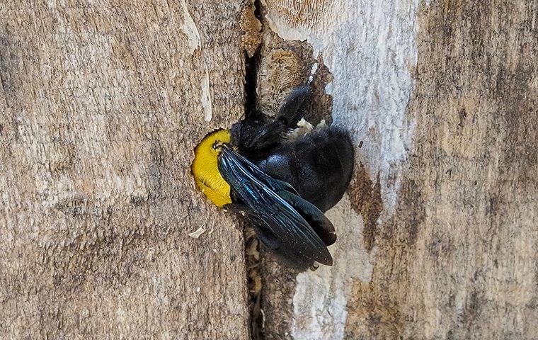 a carpenter bee making a nest in a fence