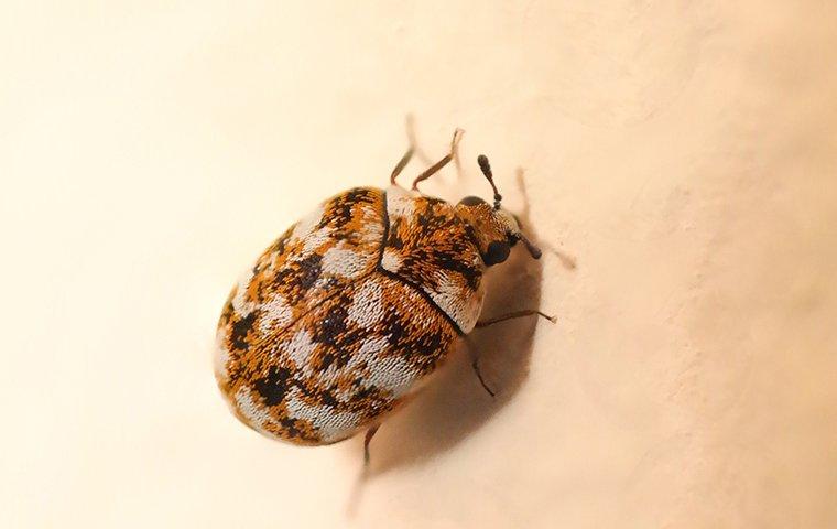 carpet beetle in a house