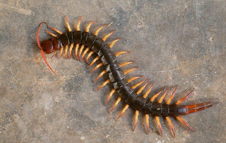 up close image of a centipede on a cement floor