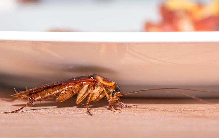 up close image of a cockroach crawling in a kitchen