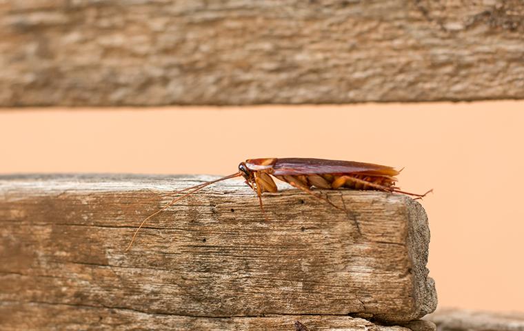 Control Cockroach Infestations At First Sight an american cockroach crawling along a butcher block in a beaumont texas kitchen