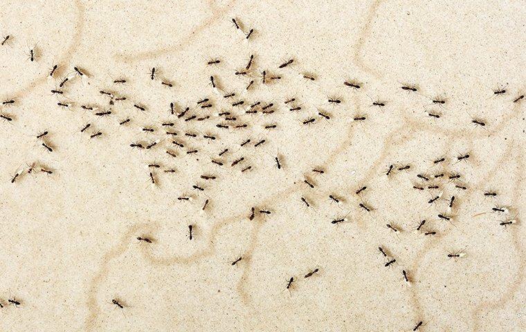 crazy ants crawling around