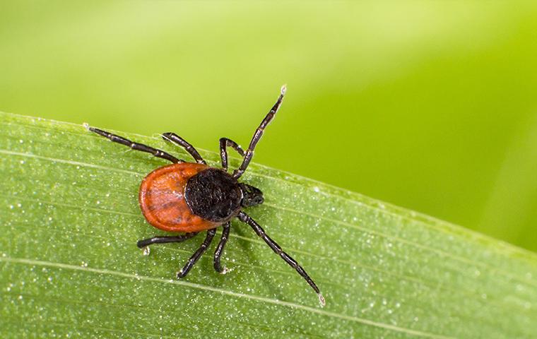 a deer tick crawling along a smooth green leaf ona beaumont texat property durring a late summer sunny day