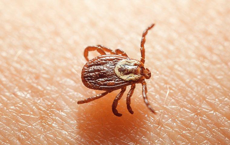 a dog tick crawling on a residents skin