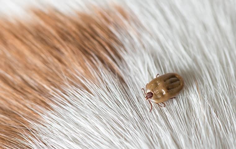 a large deer tick crawling along a texas pet before it embedds itself into its fur