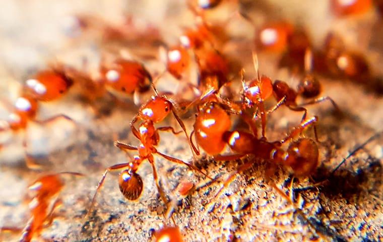 a very large  colony of fire ants traveling along the foundation inside of a beaumont texas home