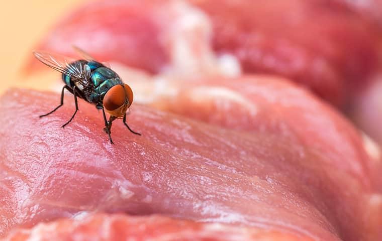 a fly on raw meat