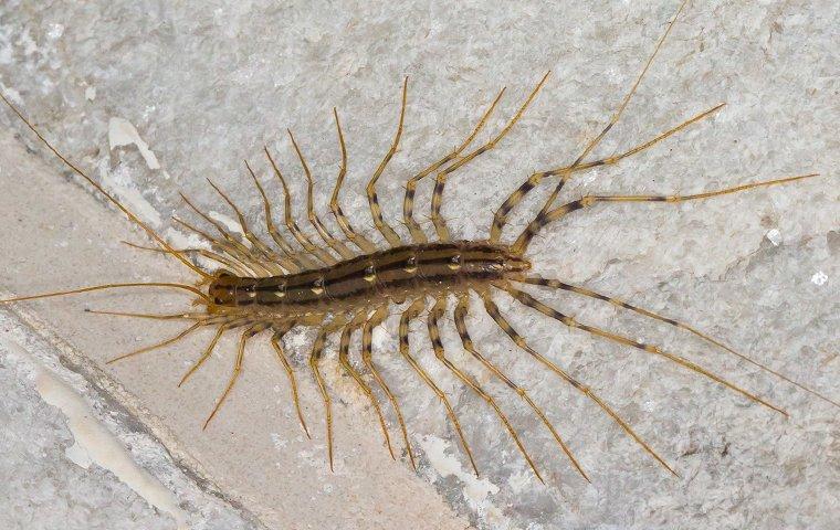 a house centipede on a bathroom tiled floor