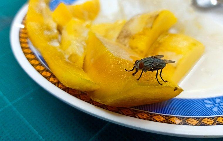 a house fly crawling on foods on a plate