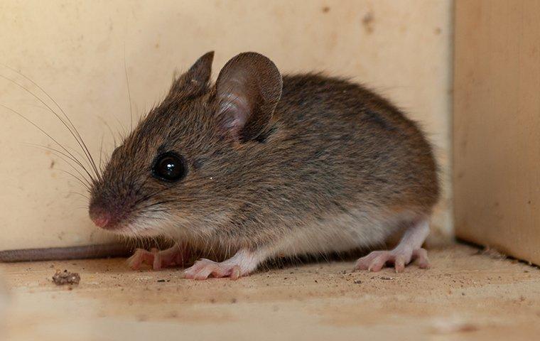 a house mouse crawling in a kitchen cabinet
