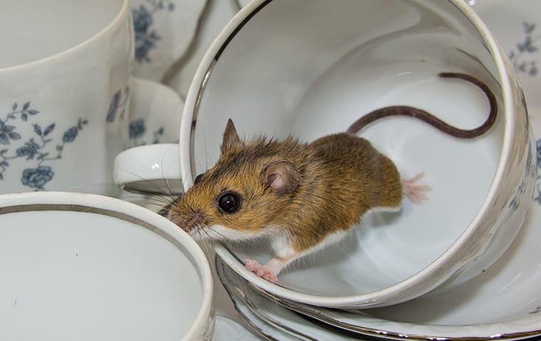 a house mouse inside of a teacup on a beaumont texas kitchen table