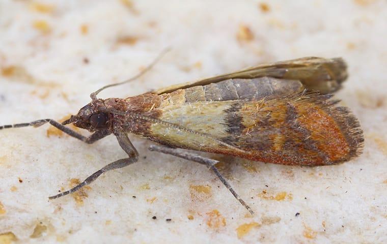 an indian meal moth feasting on the grains inside of a beaumont texas kitchen pantry