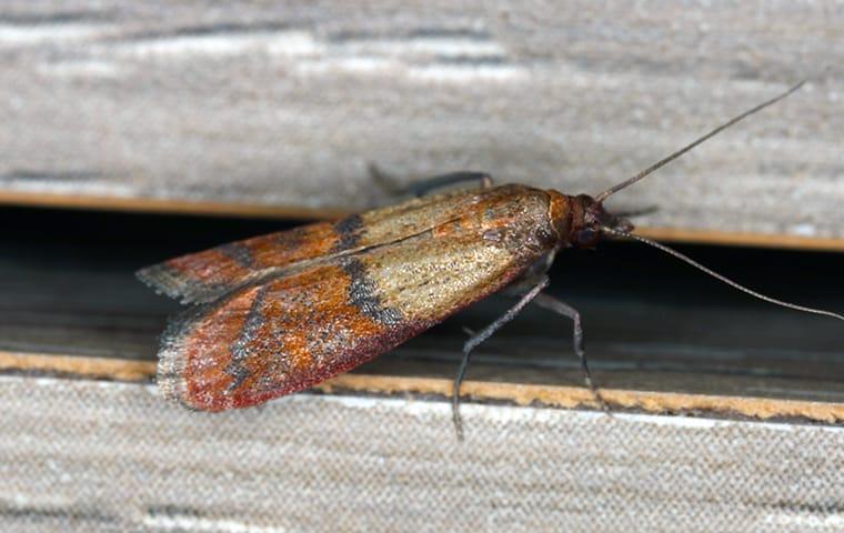 How To Protect Your Beaumont Pantries From Pests