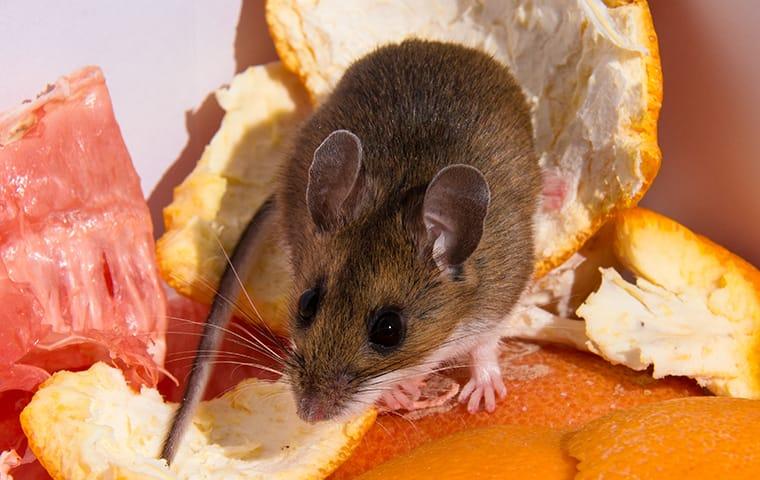 mouse eating bread beaumont in texas