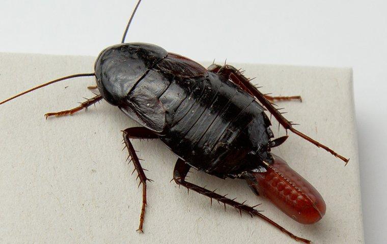 oriental cockroach and egg