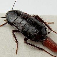 oriental cockroach and egg