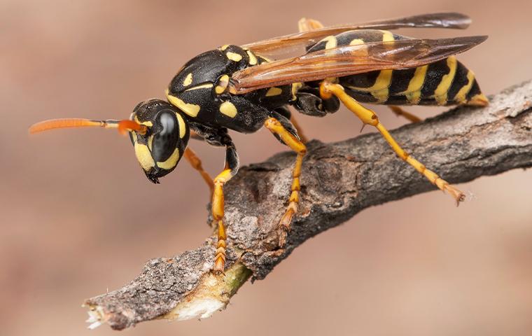 a paper wasp balancing on a tree branch outside of a beaumont texas home