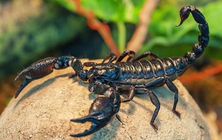 a black full grown scorpion in attack pose on a beaumont texas property
