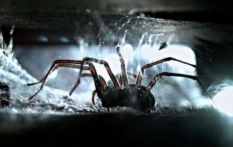 a spider crawling in a web in a home