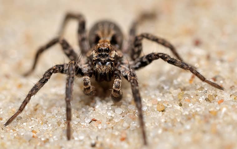 Spiders Create An Unsightly Presence For Texas Homeowners a wolf spider crawling across the floor of a home in texas