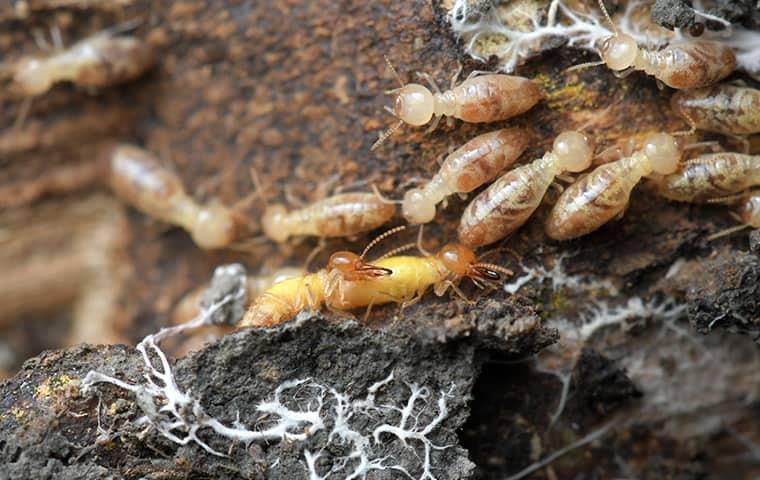 a large swarm of termites damaging a a beaumont texas home