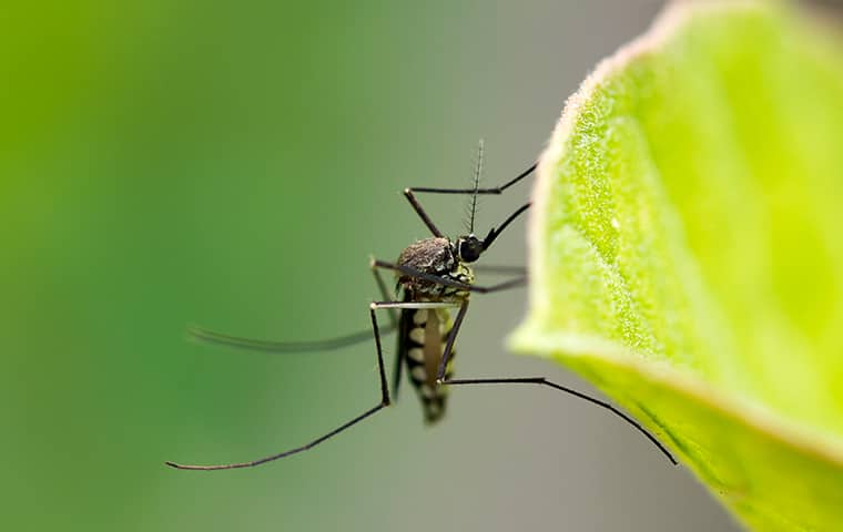 a mosquito on a leaf outside of a texas home in the summer