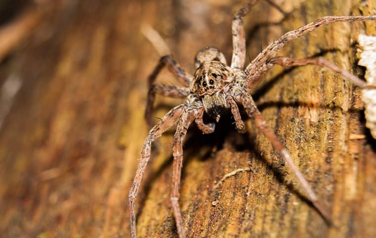 a long legged hairy wolf spider crawling along a wooden beam in a texas home