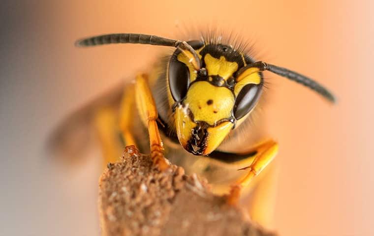 Download Why Wasps Hornets And Yellow Jackets Swarm Around Certain Homes And Yards